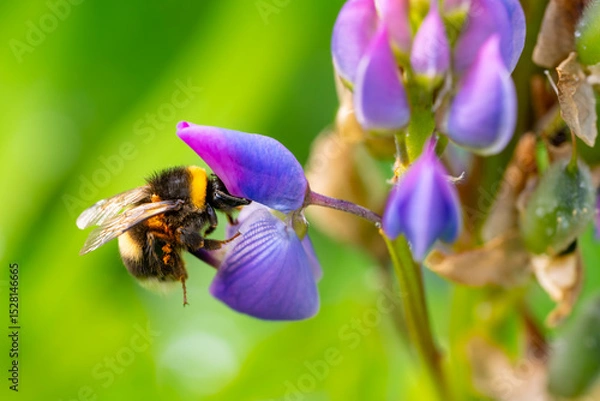 Fototapeta A red tailed bumblebee (Bombus) pollinating colorful lupine flowers on a sunny spring day. Macro closeup
of the useful insect with round body covered in fluffy soft hair and transparent wings.