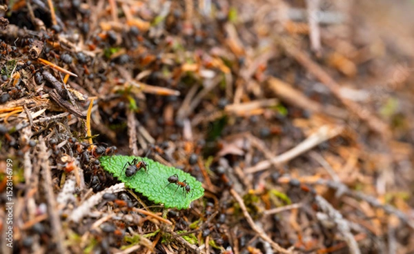 Fototapeta Red wood ants (Formica rufa) on their anthill or nest - a large, conspicuous, dome-shaped mound of twigs and conifer needles, situated in a woodland clearing in Sauerland. Macro with selective focus