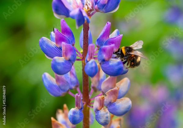 Fototapeta A red tailed bumblebee (Bombus) pollinating colorful lupine flowers on a sunny spring day. Macro closeup
of the useful insect with round body covered in fluffy soft hair and transparent wings.