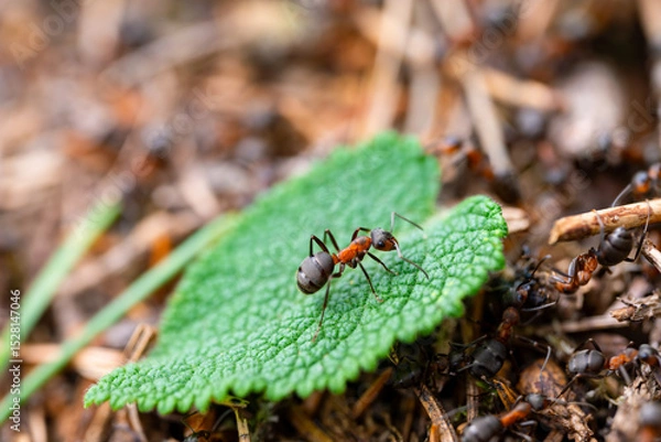 Fototapeta Red wood ant (Formica rufa) on a fresh green leaf at its anthill or nest - a mound of twigs and conifer
needles, situated in a woodland clearing in Sauerland. Macro of small animal, selective focus.