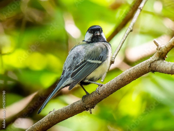 Fototapeta 枝にとまるシジュウカラ