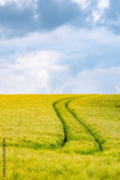 Fototapeta Grain field with ripening barley {Hordeum vulgare) on a June day in Germany. The ears are still green and
not ready for harvest. Tractor track as far as the horizon and contrasting cloudy sky