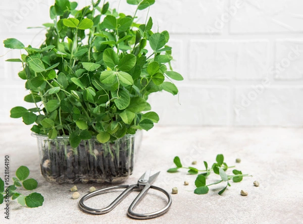 Fototapeta Fresh microgreens growing in plastic container and scissors on table
