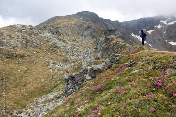 Fototapeta Adventurer trekking through dramatic mountain landscape, wearing protective gear while pink alpine blooms frame the scene