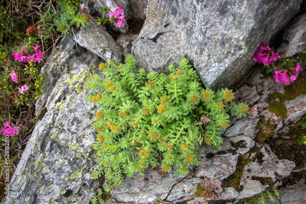 Fototapeta Hardy mountain plants with golden flower buds nestled among granite rocks, showcasing nature's resilience in harsh alpine environments