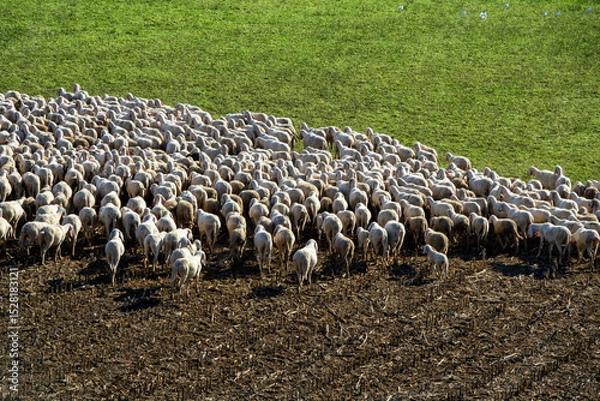 Fototapeta Flock of Sheep Grazing on a Harvested Field – Rural Farming Scene