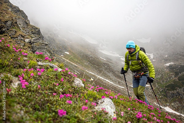 Fototapeta Mountain hiker in bright green jacket navigating misty alpine terrain with trekking poles, surrounded by vibrant pink wildflowers and fog