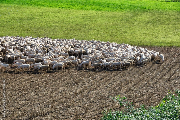 Fototapeta Flock of Sheep Grazing on a Harvested Field – Rural Farming Scene