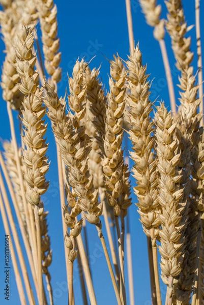 Obraz Triticum aestivum