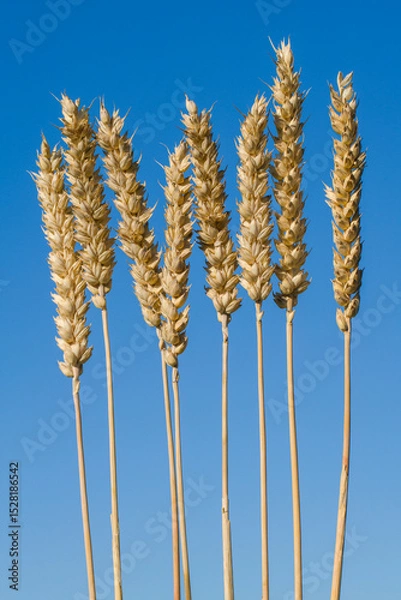 Obraz Triticum aestivum