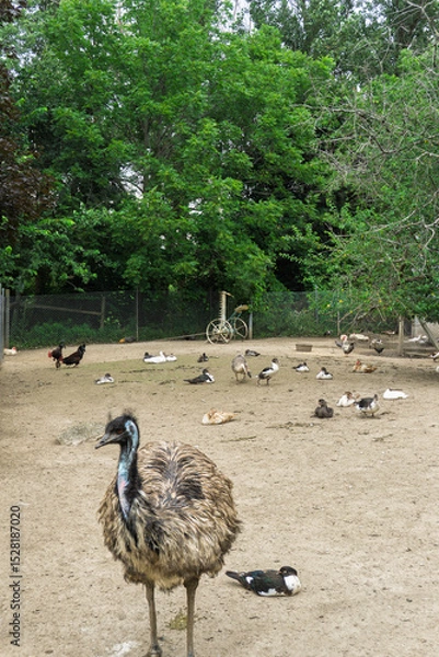 Fototapeta Emu bird in a zoo with other birds in the background