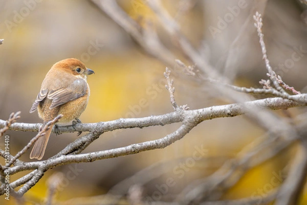 Fototapeta 枝にとまるモズ
