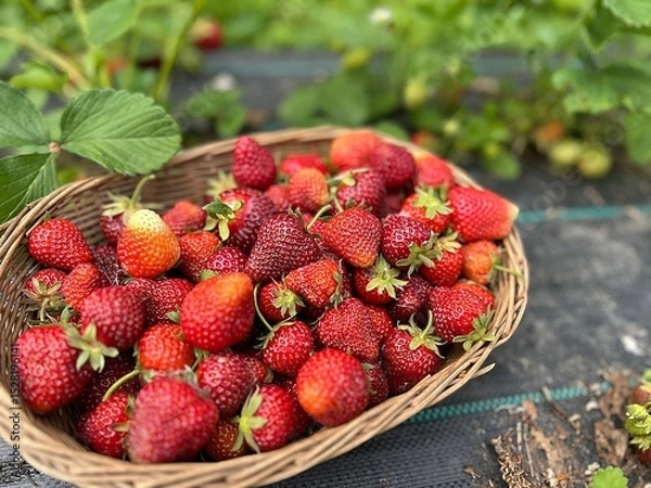 Fototapeta basket with fresh strawberries, strawberries picked on the plot, ripe fruit, strawberries on the bed