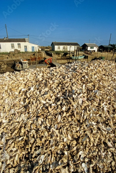 Obraz Huitre, Ostrea edulis, Port ostreicole, La Tremblade, 17, Charente Maritime, France
