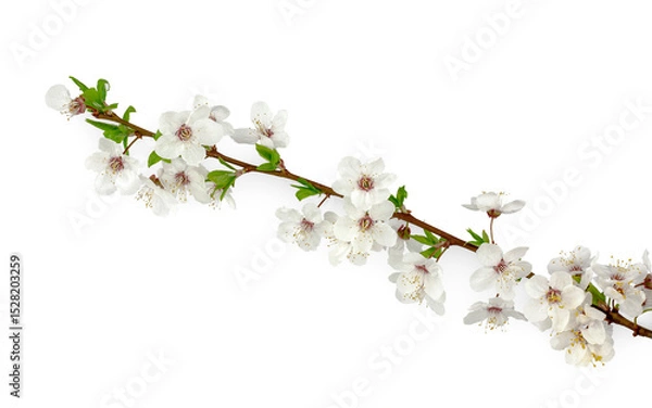 Obraz Plum flowers isolated on a white background