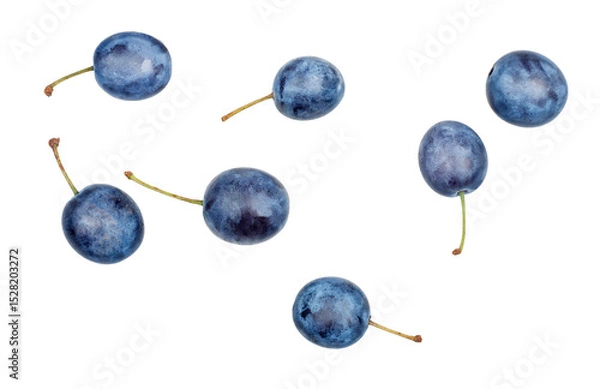Obraz Blackthorn fruits isolated on a white background, contour