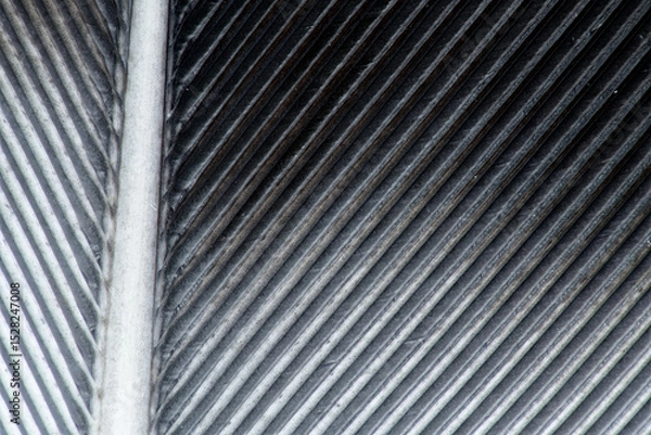 Fototapeta Magpie feather macro image