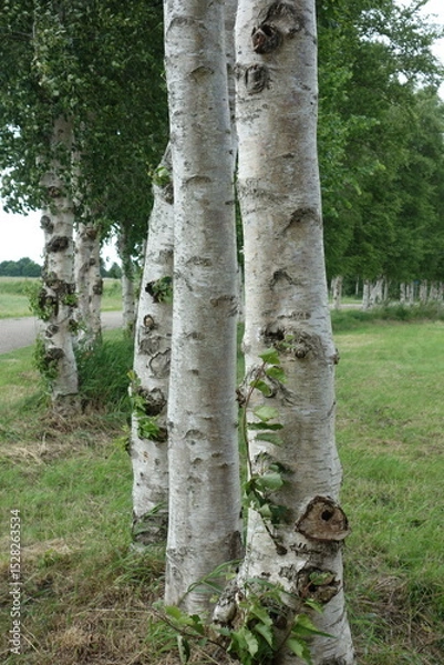 Fototapeta Stämme der Weißbirke