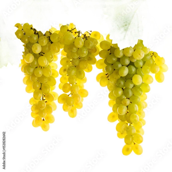 Obraz Luscious green grapes cascading with vibrant leaves, symbol of abundance on the transparent background