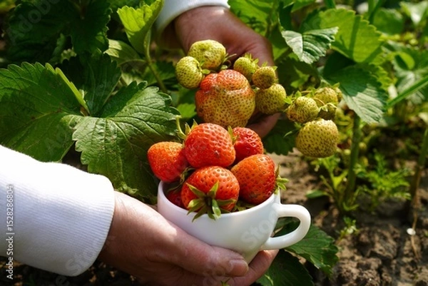 Obraz Hands Farmer Woman Picking Large Ripe Strawberries From Bush In Garden Bed In White Porcelain Cup In Garden Plot In Summer As Concept Of Growing Eco-Friendly Berries By Yourself
