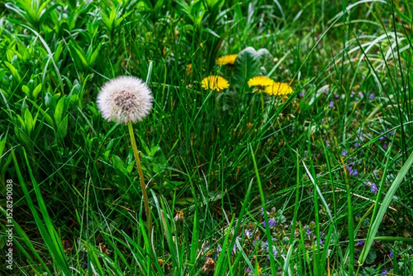 Fototapeta Dandelion in a green meadow