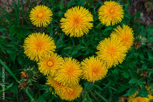 Fototapeta dandelions grow in the shape of a heart