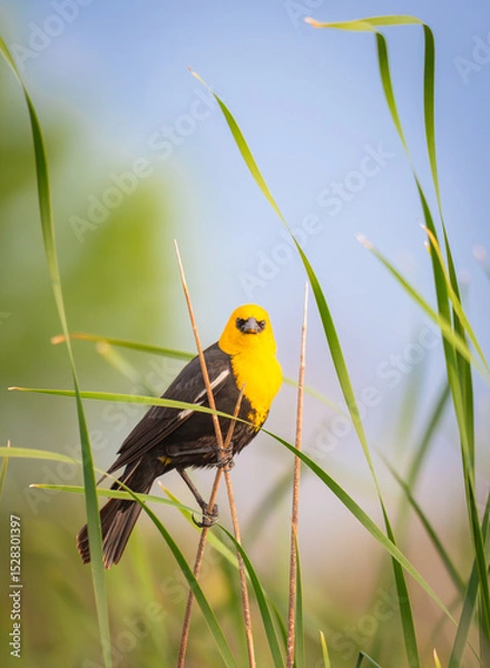 Obraz Male Yellow Headed Blackbird isolated on soft background of cat tails. 