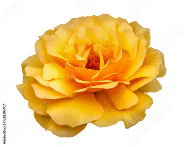 Obraz A macro closeup of single yellow rose flower with bright and vibrant color isolated cutout in white background.
