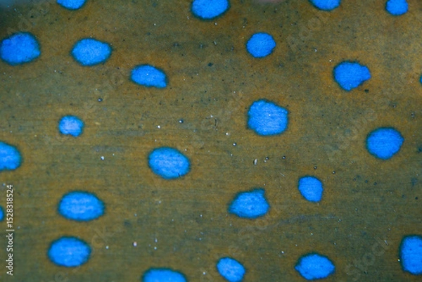 Obraz Detail of the bright spots found on a bluespotted ribbontail ray, Taeniura lymma, in Wakatobi National Park, Indonesia. This species is common on coral reefs throughout the Indo-Pacific region.