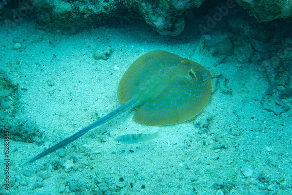 Obraz A bluespotted ribbontail ray, Taeniura lymma, rests on the seafloor in Wakatobi National Park, Indonesia. This beautiful species is common on shallow coral reefs throughout the Indo-Pacific region.