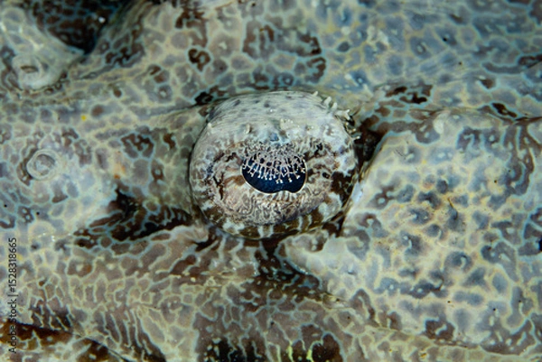Obraz The detailed eye of a Crocodilefish, Cymbacephalus beauforti, is covered with an iris lappet which breaks up the black pupil and improves camouflage.