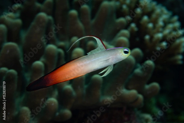 Obraz A fire dartfish, Nemateleotris magnifica, hovers close to the seafloor of a coral reef in Wakatobi National Park, Indonesia. Dartfish are found throughout the Indo-Pacific region.