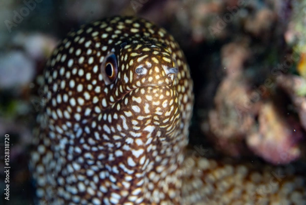 Obraz A White-mouth moray eel, Gymnothorax meleagris, slithers out of a hole on a coral reef in Wakatobi National Park, Indonesia. This beautiful eel is found throughout the Ind0-Pacific region.