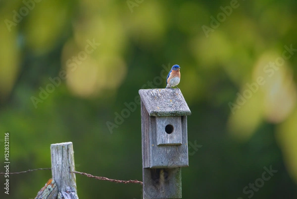 Obraz Male Eastern Bluebird sitting on top of nesting box. 