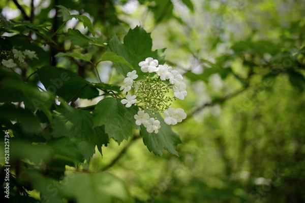Fototapeta Shrub of Viburnum opulus in full bloom in mid May in the garden
