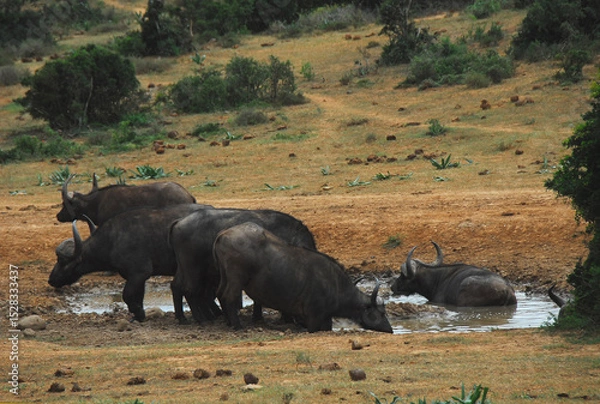 Obraz Africa- A Group of Wild Cape Buffalo Drinking and Bathing