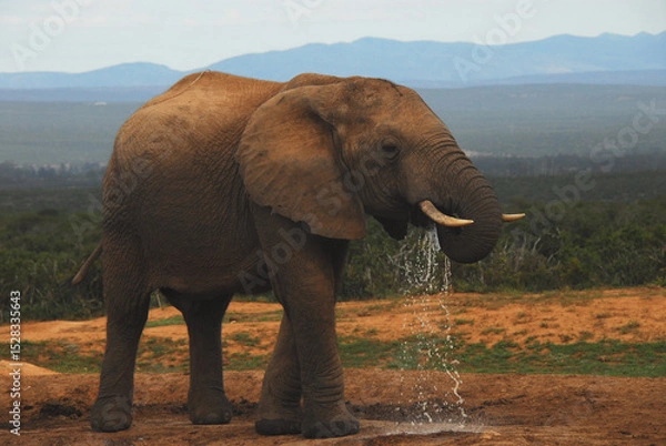 Obraz Africa- Close Up of a Wild Adult Elephant Drinking and Splashing Water