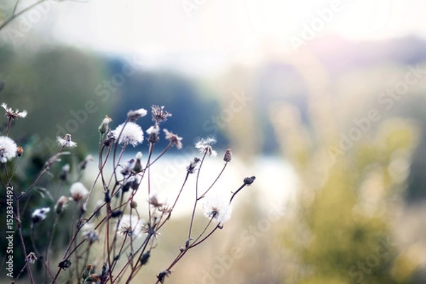 Obraz Sunrise landscape with white fluffy thistle inflorescences in the foreground and a blurred background