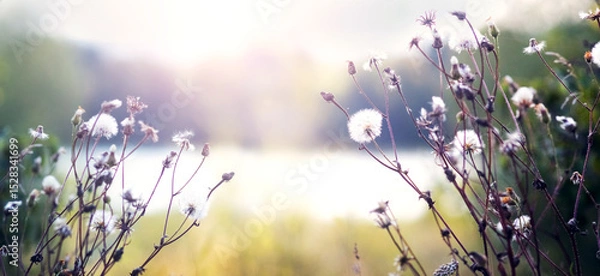 Obraz White thistle inflorescences enveloped in morning mist against a blurred sunrise landscape