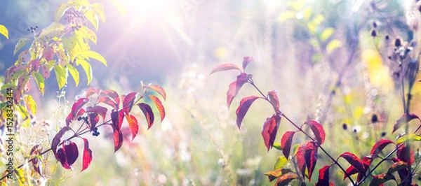 Obraz Dogwood branches with crimson leaves and dark berries under the rays of the morning sun