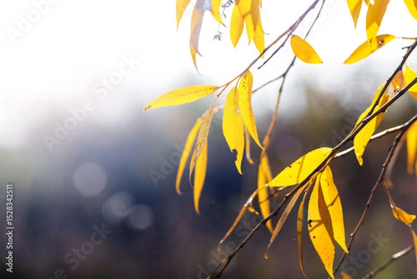 Obraz Bright yellow autumn willow leaves on thin branches, illuminated by sunbeams