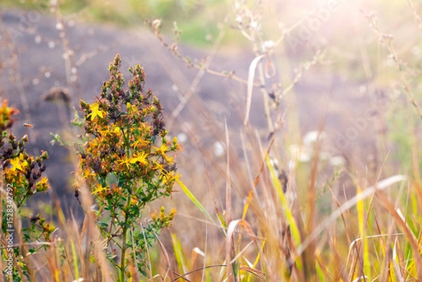 Obraz Sunbeams illuminate field grasses and flowers growing by a dirt road