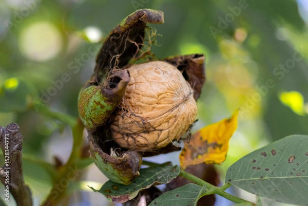 Obraz Ripe walnut peeking out of its husk on a tree branch