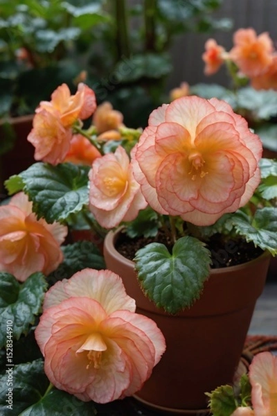 Obraz Begonia bright flowering in a pot, close-up, professional photo, stock photo
