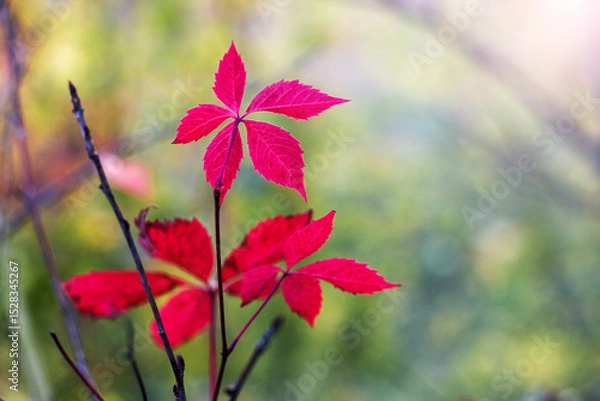 Obraz Bright red Virginia creeper leaves on a branch, illuminated by sunbeams on a blurred background