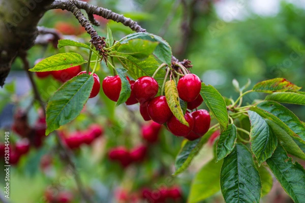 Fototapeta red berries of a cherry