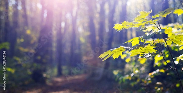 Fototapeta Soft morning light filters through maple leaves in a forest landscape, creating an atmosphere of tranquility