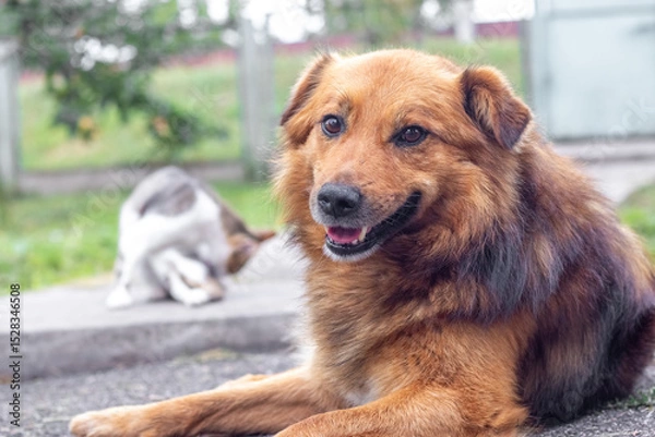 Obraz Red-haired dog lies in the foreground, while a cat in the background washes itself on a concrete path, against a blurred fence and grass
