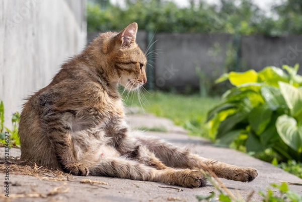 Obraz Sitting tabby cat on natural background looking away from the side