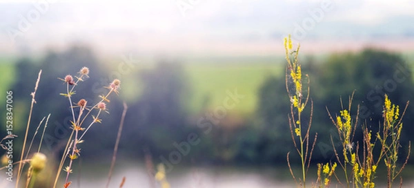 Obraz Soft morning light illuminates field grasses with inflorescences in the foreground, river and forest in the blurred background
